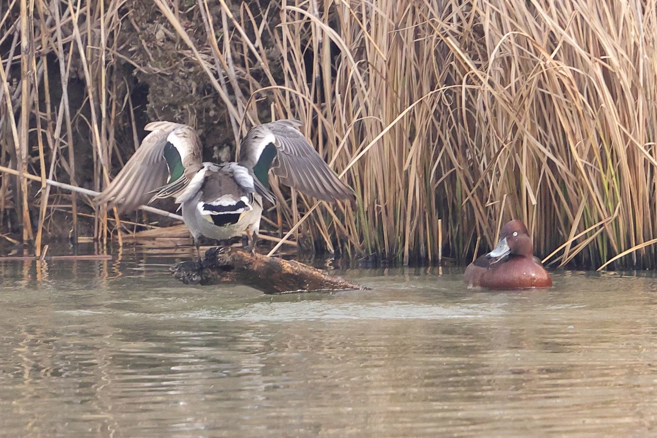 カンムリカイツブリ+ミコアイサ+メジロガモ_c0395002_13385860.jpg