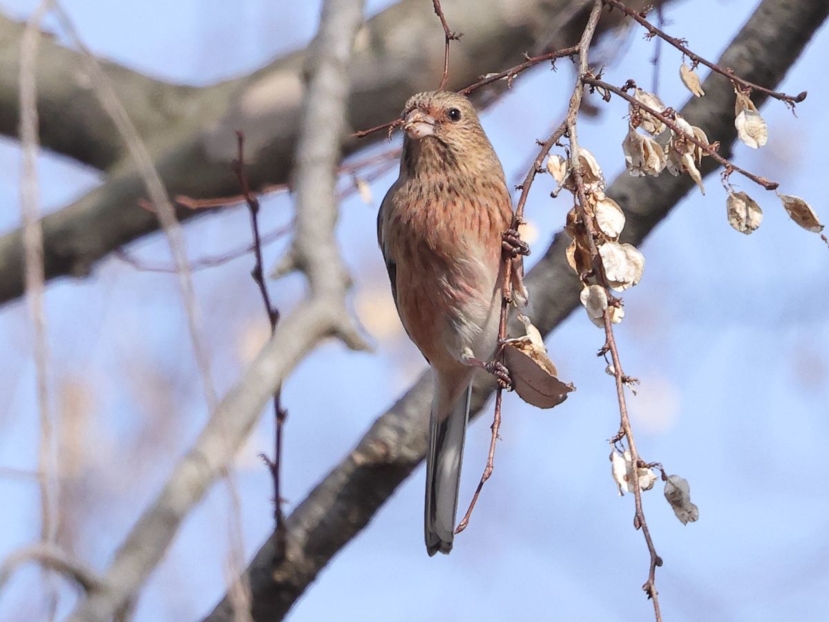 ベニマシコ雄幼鳥_c0395002_16494393.jpg