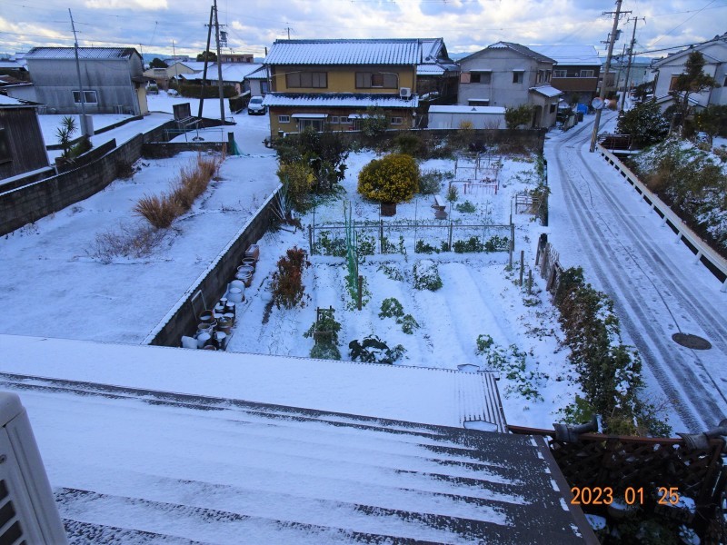 何年ぶりかで　雪が積もった・・・岬町_c0108460_11201513.jpg