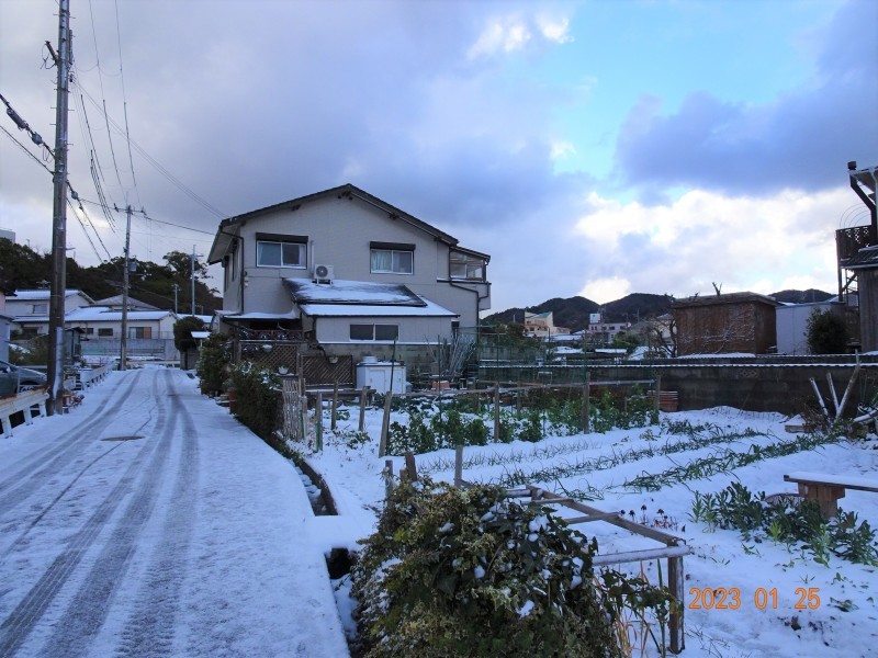 何年ぶりかで　雪が積もった・・・岬町_c0108460_11234588.jpg