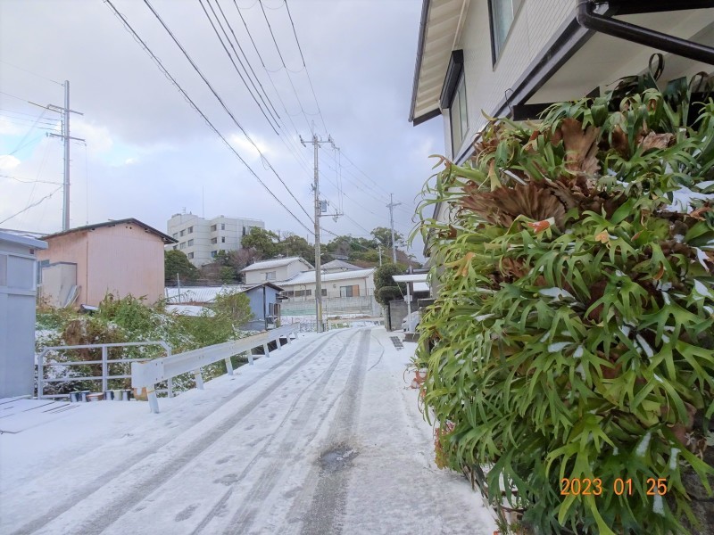 何年ぶりかで　雪が積もった・・・岬町_c0108460_11255449.jpg