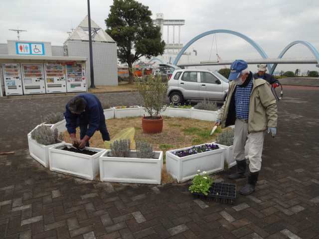 名古屋港水族館前花壇の植栽R5.1.16_d0338682_08155694.jpg