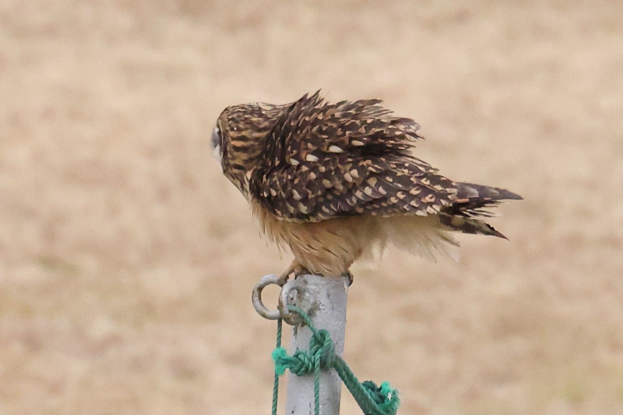 コミミズクの身震い_c0395002_17440469.jpg