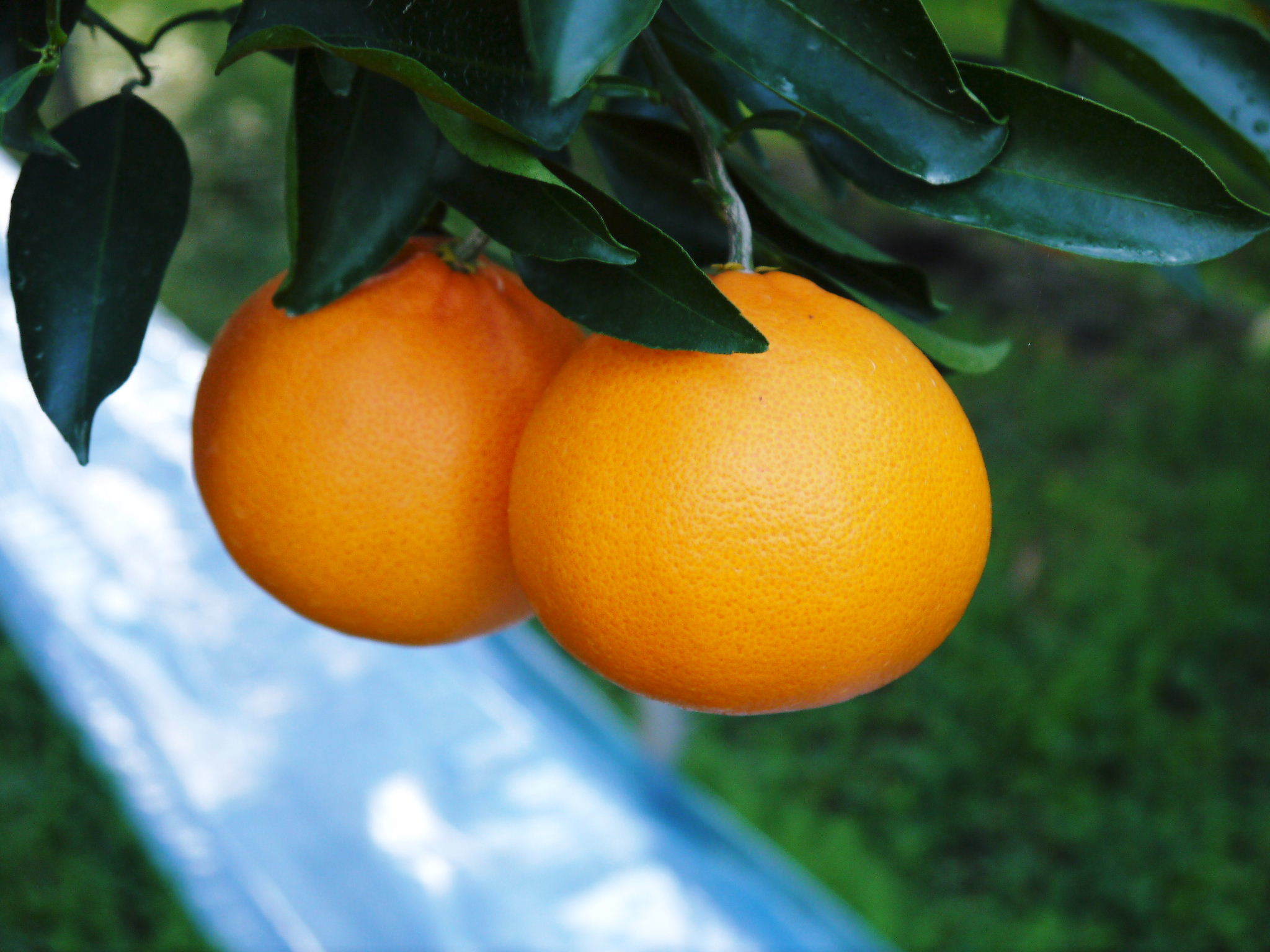 究極の柑橘「せとか」　令和5年の出荷は2月下旬より！完着したせとかを甘く、美味しく仕上げます(前編)_a0254656_16375440.jpg