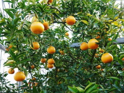 究極の柑橘「せとか」　令和5年の出荷は2月下旬より！完着したせとかを甘く、美味しく仕上げます(前編)_a0254656_16401213.jpg