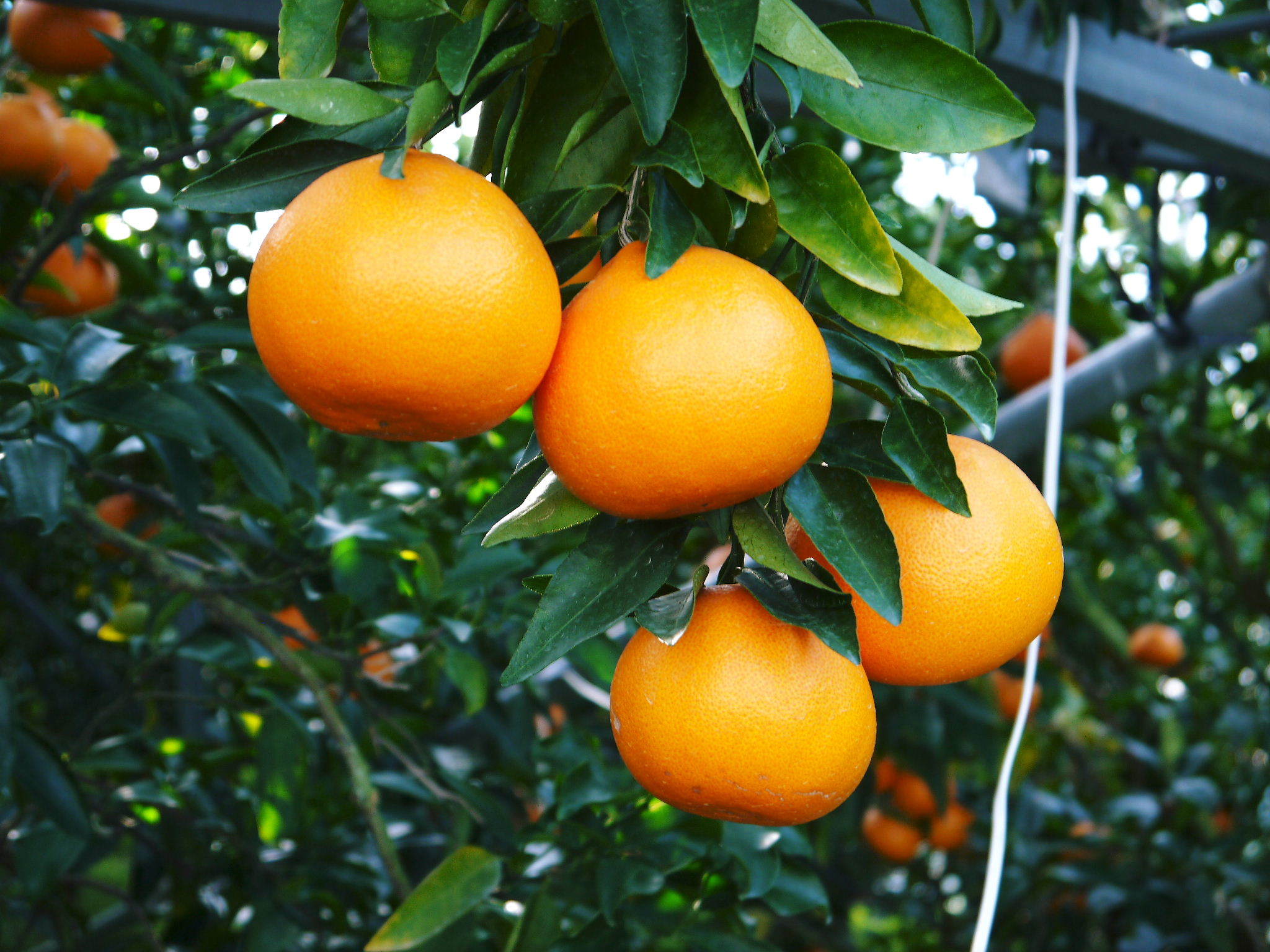究極の柑橘「せとか」　令和5年の出荷は2月下旬より！完着したせとかを甘く、美味しく仕上げます(前編)_a0254656_16524219.jpg
