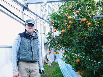 究極の柑橘「せとか」　令和5年の出荷は2月下旬より！完着したせとかを甘く、美味しく仕上げます(前編)_a0254656_16574972.jpg