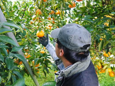 究極の柑橘「せとか」　令和5年の出荷は2月下旬より！完着したせとかを甘く、美味しく仕上げます(前編)_a0254656_17003418.jpg