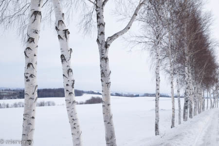 白樺と雪景色～1月の美瑛_d0340565_20071188.jpg