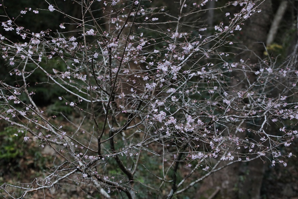 八重咲の桜_e0304170_18355923.jpg