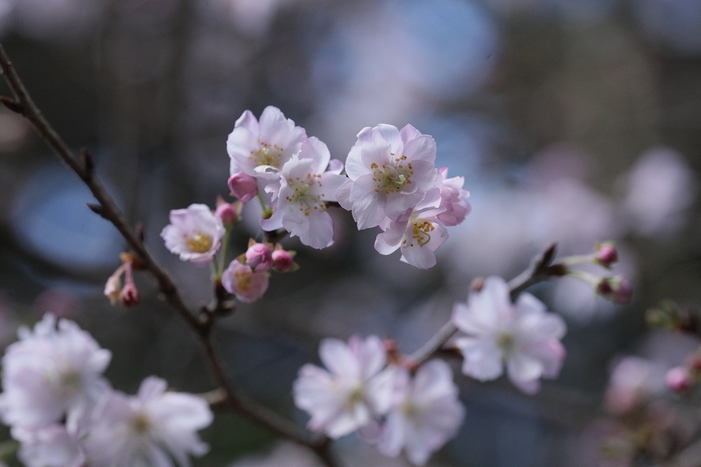 八重咲の桜_e0304170_18360420.jpg