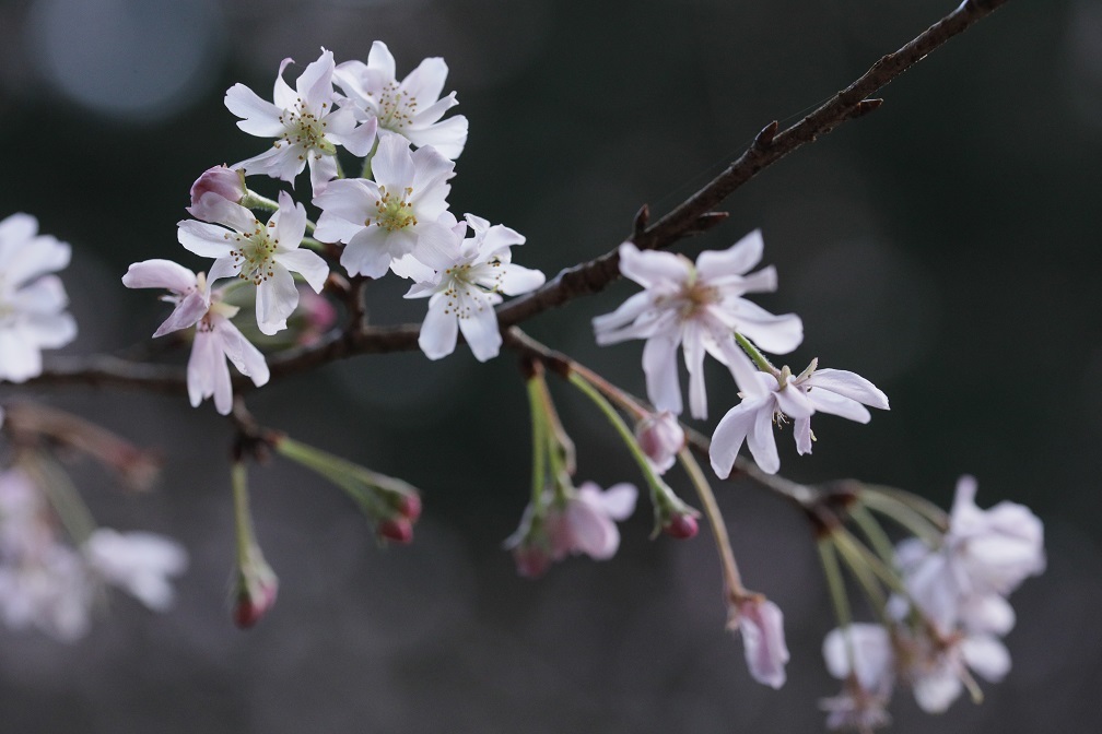 八重咲の桜_e0304170_18361126.jpg