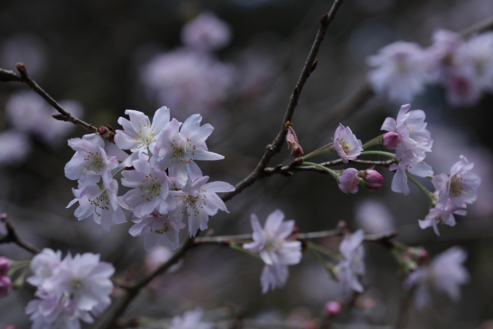 八重咲の桜_e0304170_18362611.jpg