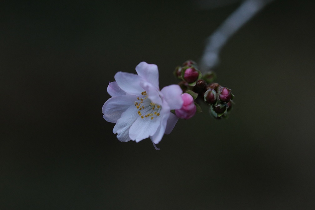 八重咲の桜_e0304170_18364488.jpg