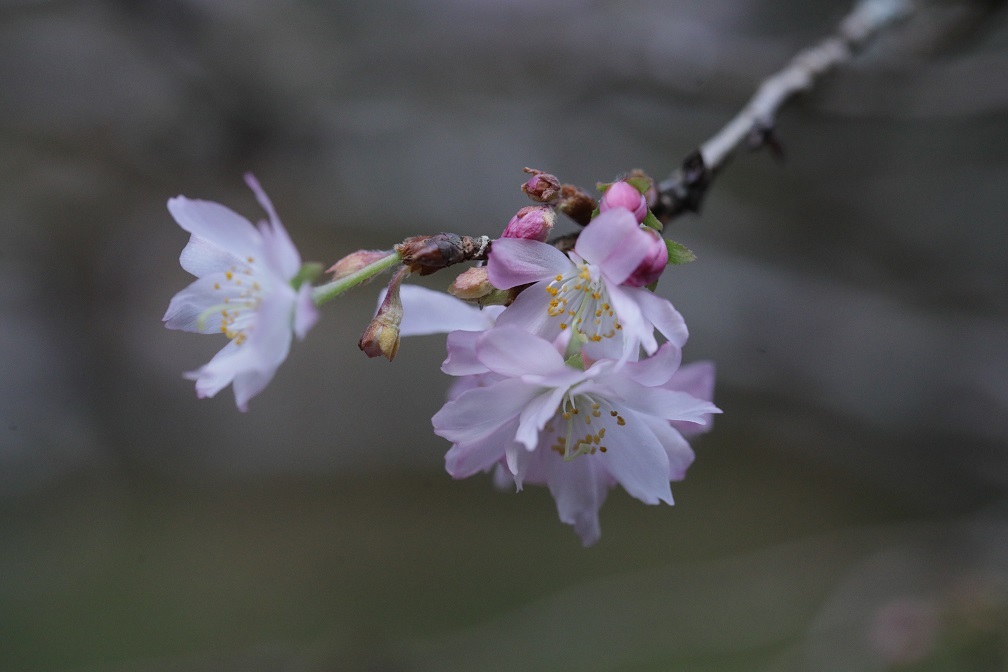 八重咲の桜_e0304170_18365018.jpg