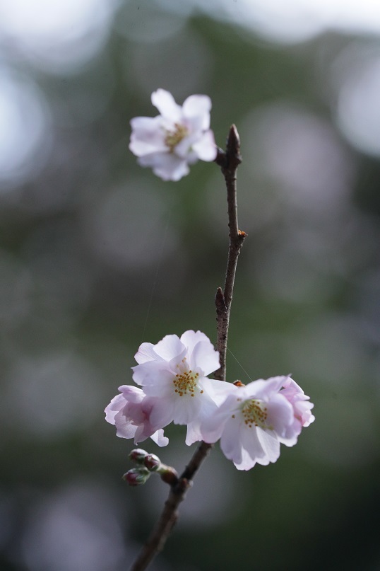 八重咲の桜_e0304170_18365624.jpg
