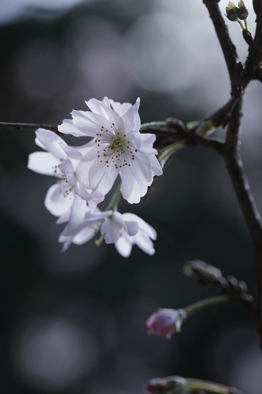 八重咲の桜_e0304170_18370216.jpg