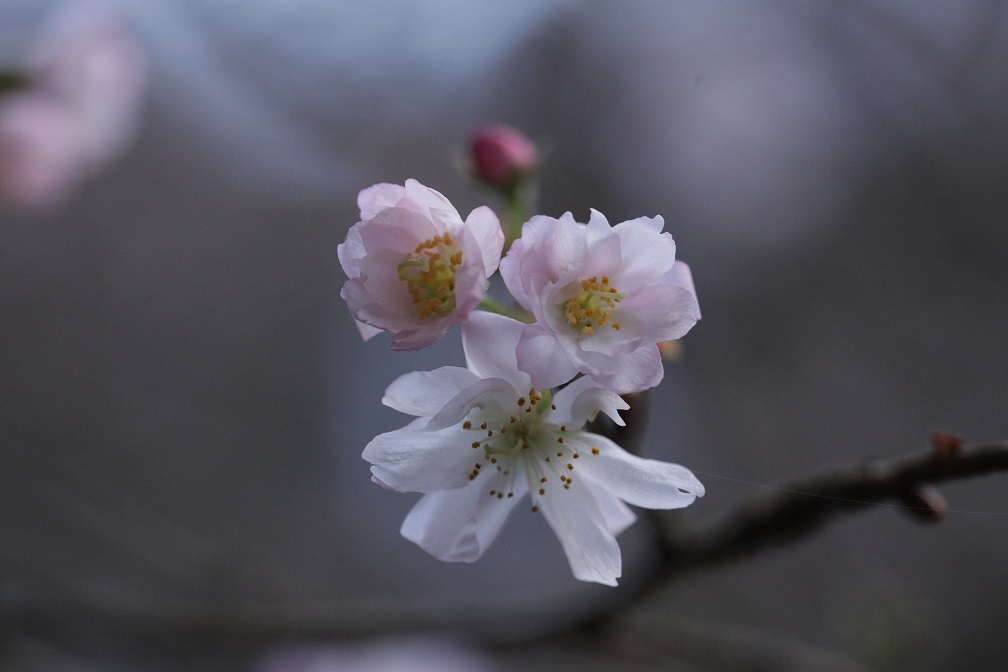 八重咲の桜_e0304170_18370889.jpg