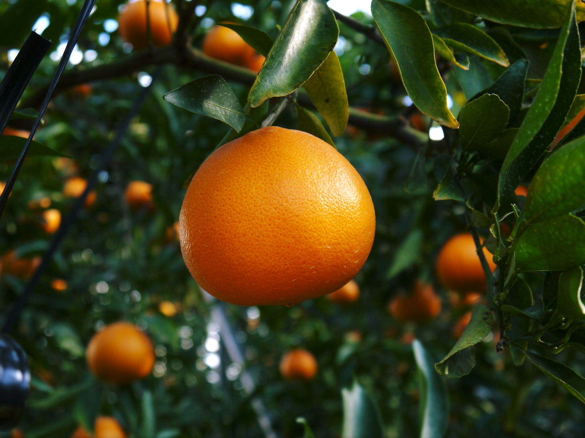 究極の柑橘「せとか」　令和5年の出荷は2月下旬より！完着したせとかを甘く、美味しく仕上げます(前編)_a0254656_16280347.jpg
