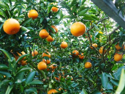 究極の柑橘「せとか」　令和5年の出荷は2月下旬より！完着したせとかを甘く、美味しく仕上げます(後編)_a0254656_16384909.jpg