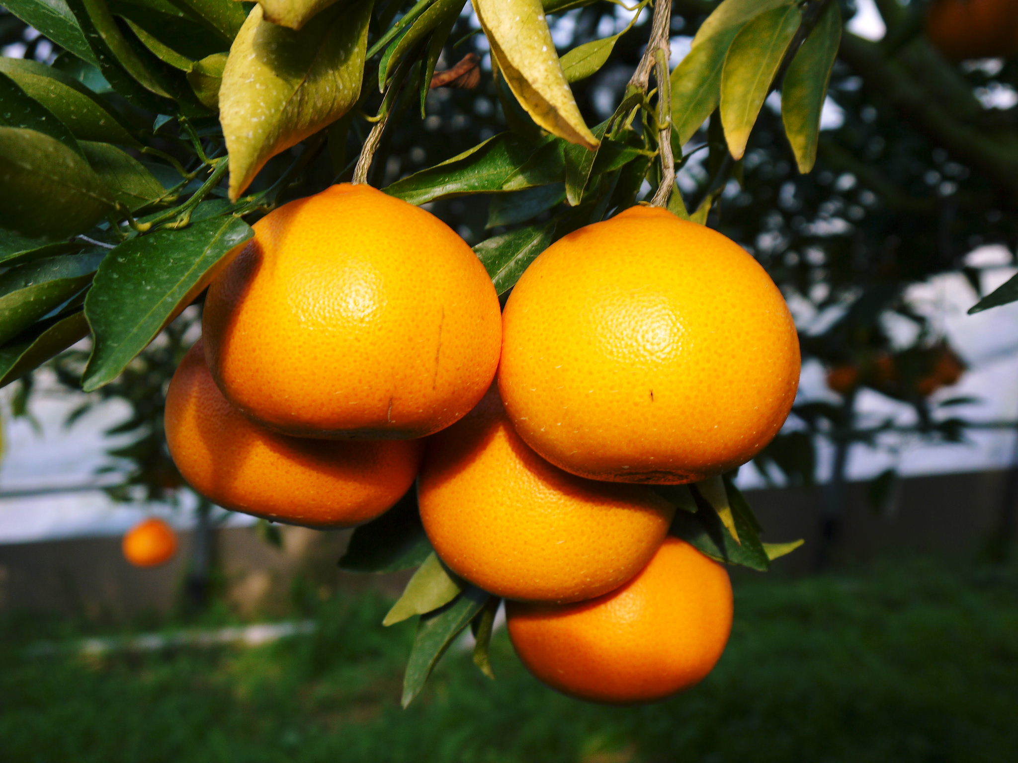究極の柑橘「せとか」　令和5年の出荷は2月下旬より！完着したせとかを甘く、美味しく仕上げます(後編)_a0254656_16523549.jpg