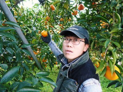 究極の柑橘「せとか」　令和5年の出荷は2月下旬より！完着したせとかを甘く、美味しく仕上げます(後編)_a0254656_16543004.jpg