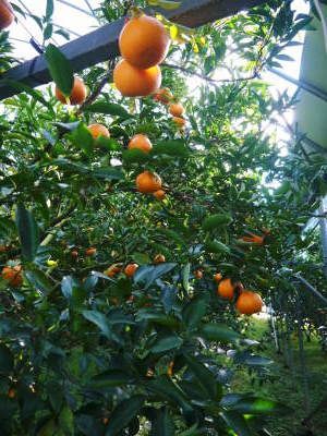 究極の柑橘「せとか」　令和5年の出荷は2月下旬より！完着したせとかを甘く、美味しく仕上げます(後編)_a0254656_17035165.jpg