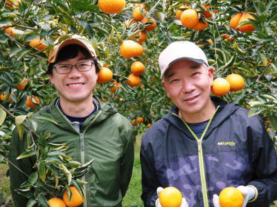 究極の柑橘「せとか」　令和5年の出荷は2月下旬より！完着したせとかを甘く、美味しく仕上げます(後編)_a0254656_17153503.jpg