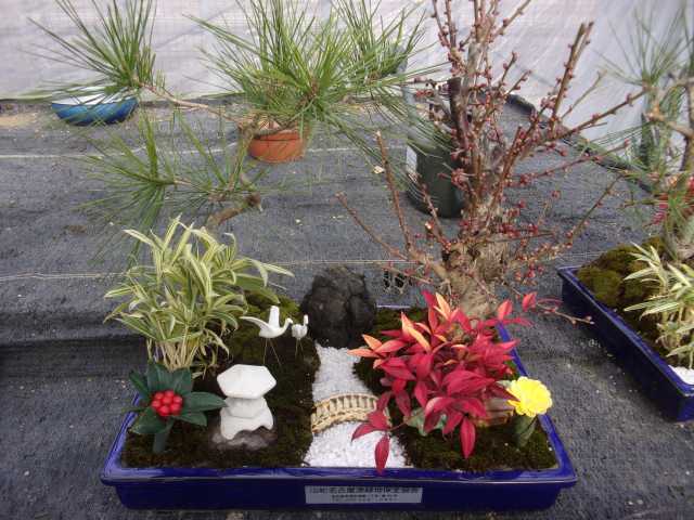 正月用寄せ植え盆栽をリースしました！_d0338682_07300703.jpg