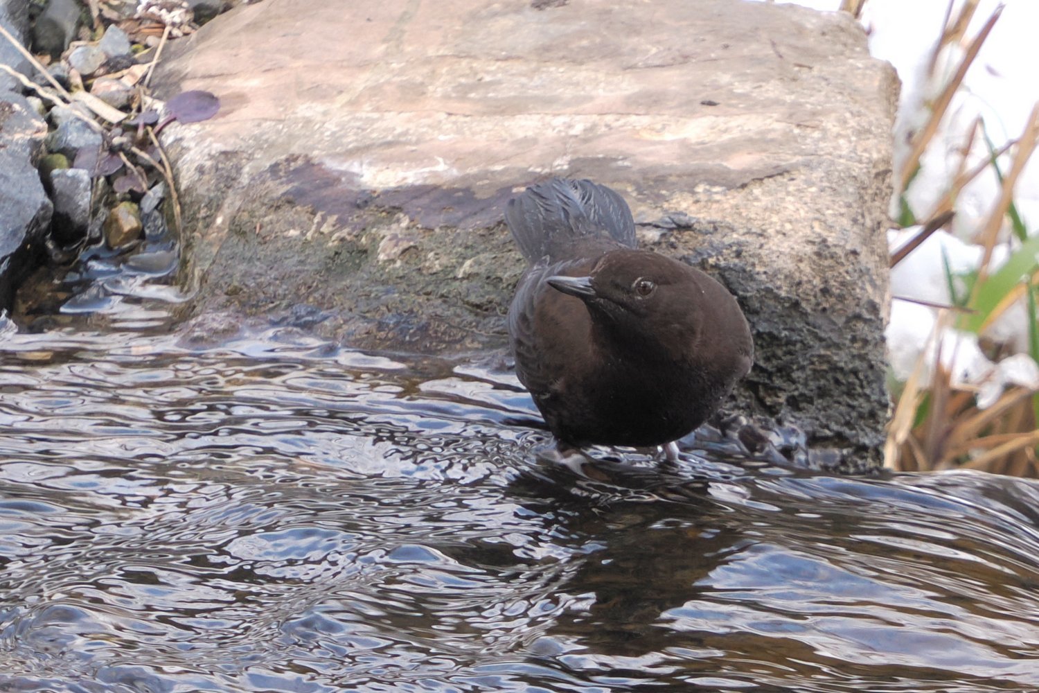 滝の公園と周辺（2023年1月28日）_f0235311_22313821.jpg