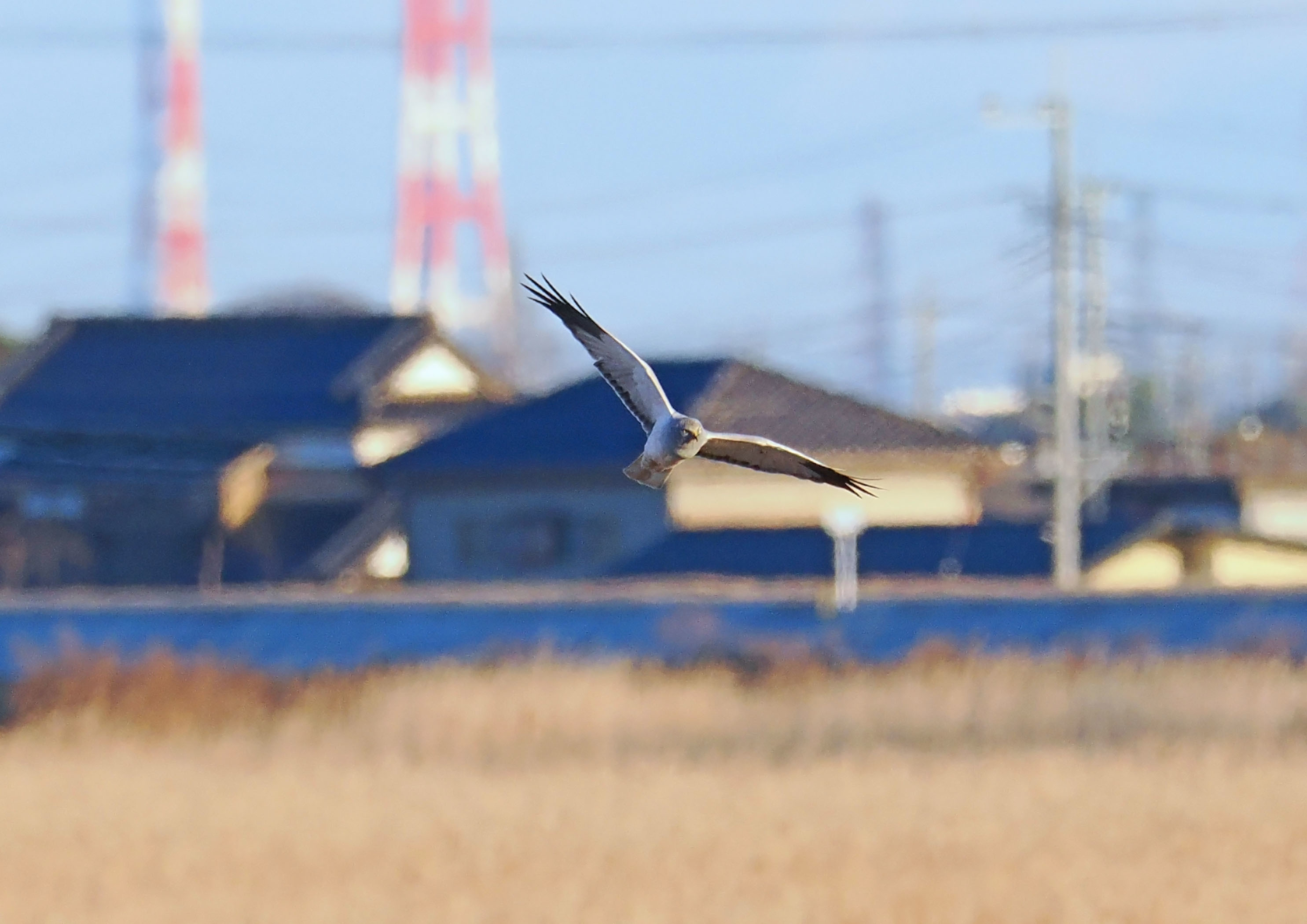 湖の葦原をハイイロチュウヒ「雄」が飛ぶ  ０５_d0290240_01251730.jpg