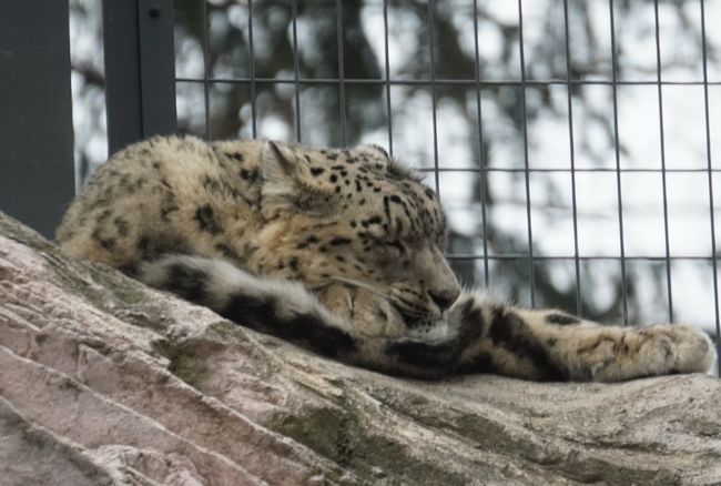 2022年11月28日の円山動物園②_b0014576_23453086.jpg