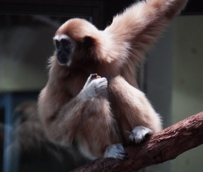 2022年11月28日の円山動物園②_b0014576_23505987.jpg