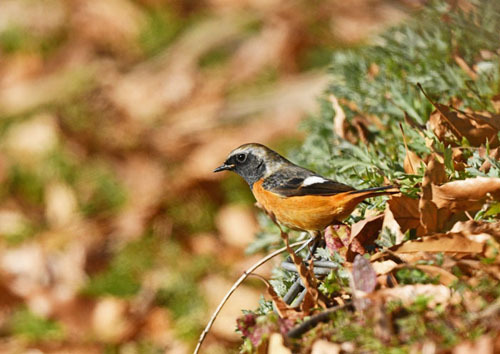 水元公園＝ベニマシコ、ジョウビタキ_d0346977_16325348.jpg