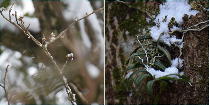 雪景色の宝満山～難所ヶ滝周回縦走。_f0016066_03160434.jpg