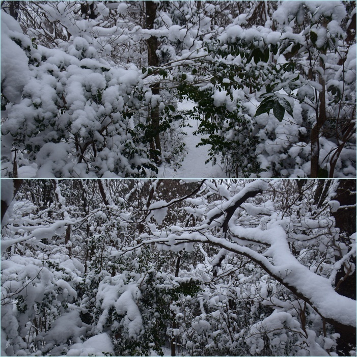 雪景色の宝満山～難所ヶ滝周回縦走。_f0016066_03492410.jpg