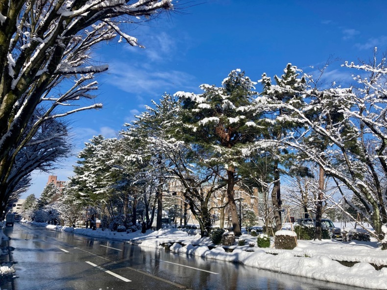 兼六園の雪吊り_c0225067_14423109.jpg