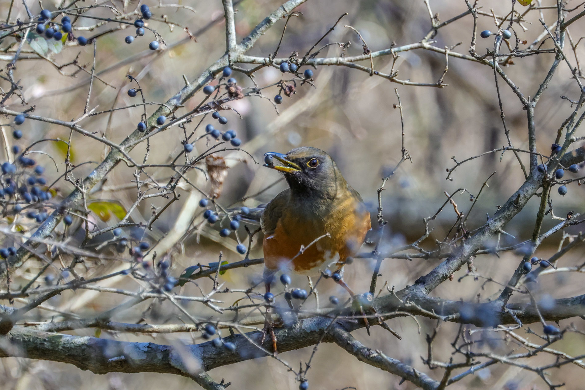 青い木の実を食べるアカハラとシロハラ_a0052080_12474429.jpg