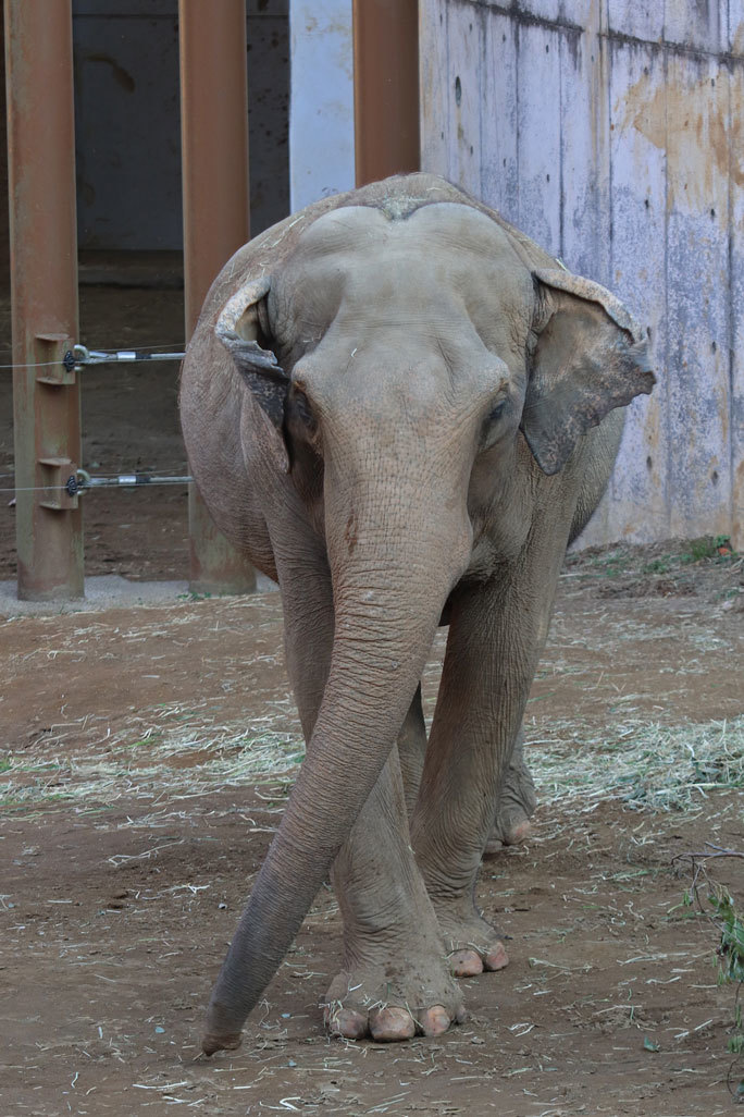 帰って来たアジアゾウ「アヌーラ」（多摩動物公園）_b0355317_21020986.jpg