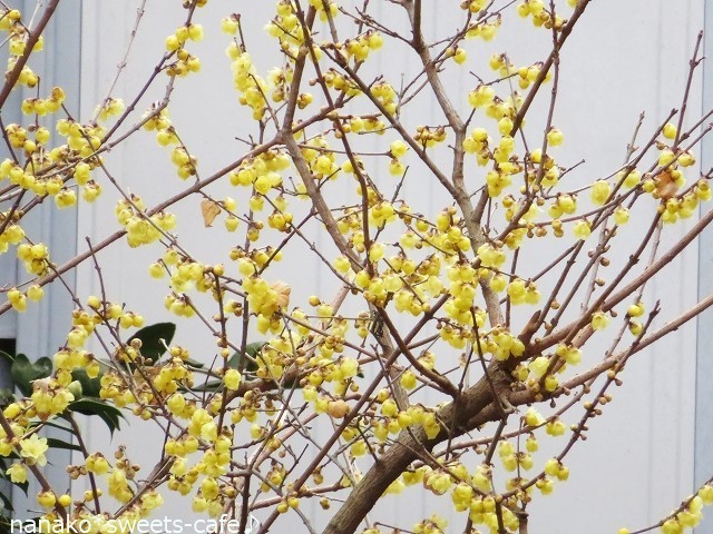 蝋梅の花を食べにくる野鳥は_d0147030_11413110.jpg