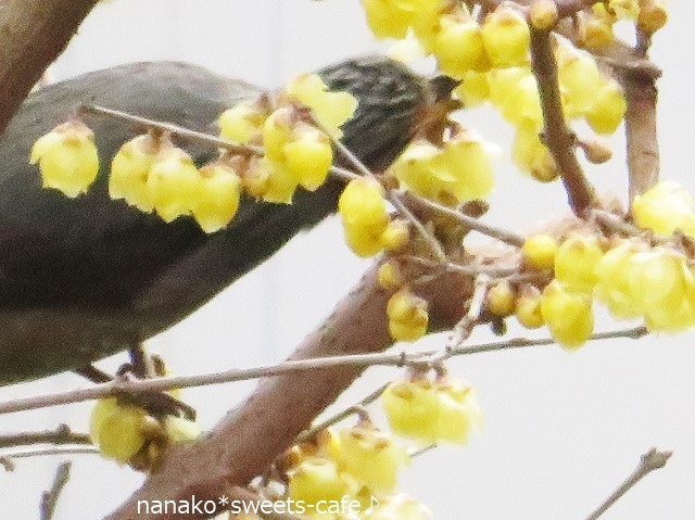 蝋梅の花を食べにくる野鳥は_d0147030_11414725.jpg