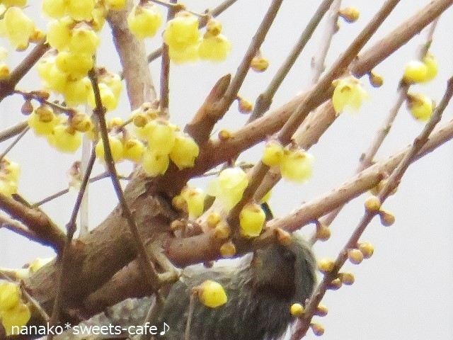 蝋梅の花を食べにくる野鳥は_d0147030_11415204.jpg