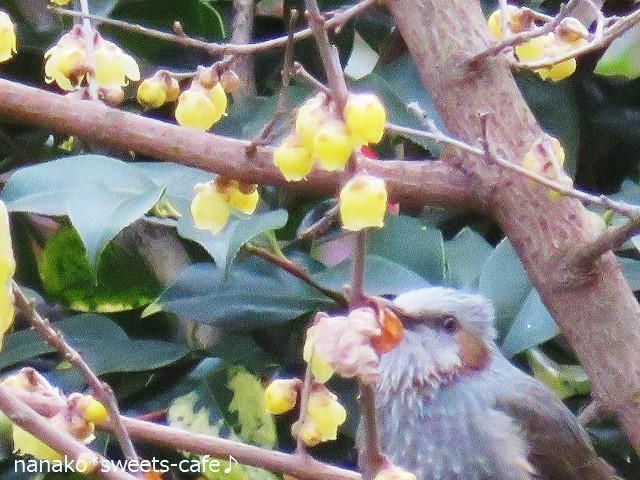 蝋梅の花を食べにくる野鳥は_d0147030_11415743.jpg