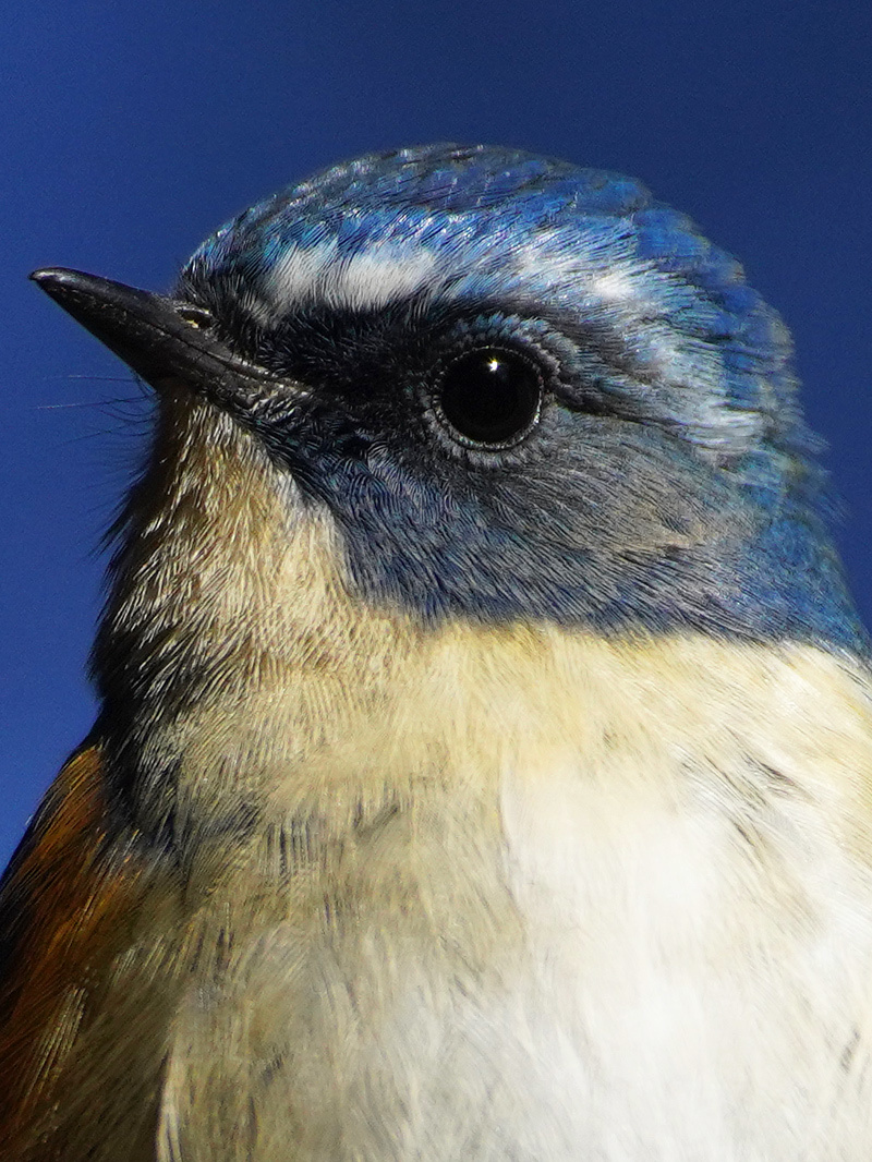 α7R4 +EF500mmf4LISでルリビタキとトラツグミ_d0067451_14500016.jpg