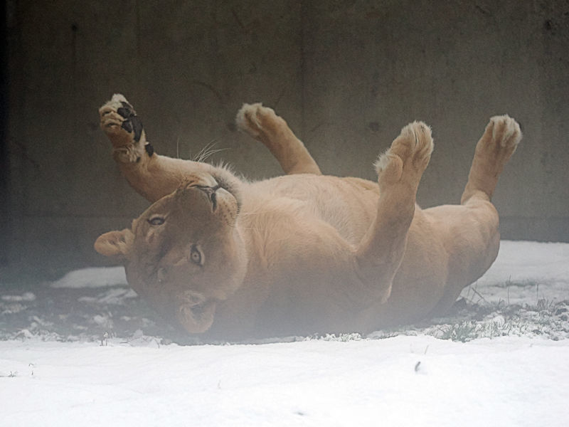 やはり、ライオンは雪が苦手_f0224624_15362108.jpg