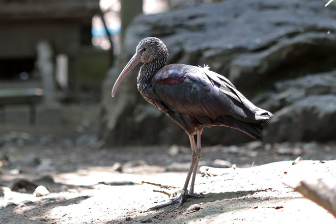 祝！開園再開！！「キャンベルタウン野鳥の森」_b0355317_21443670.jpg