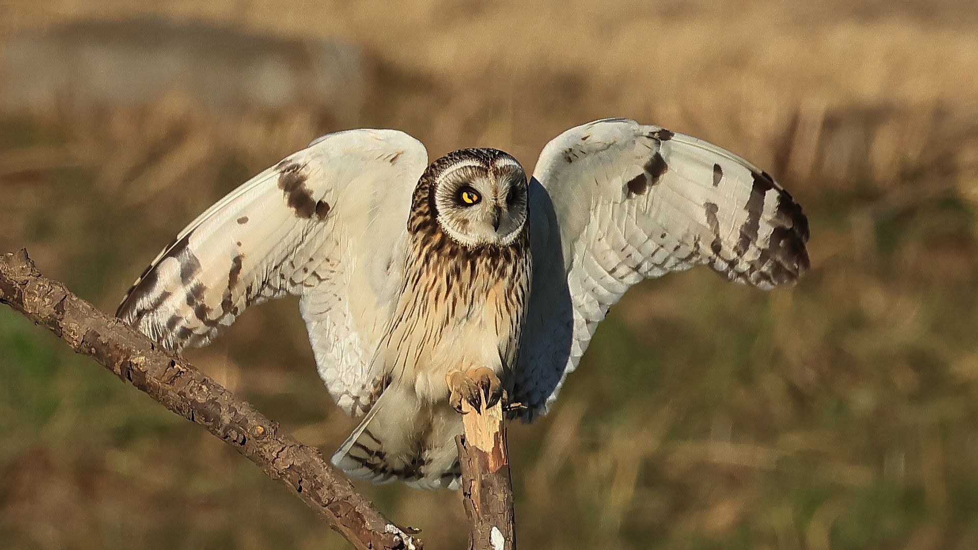 駅近のコミミズクの飛び付き　Short-eared Owls landing on a branch near JR train station_f0105570_17385555.jpg