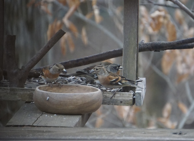 野鳥観察 アトリとシメ_d0348118_08541286.jpeg