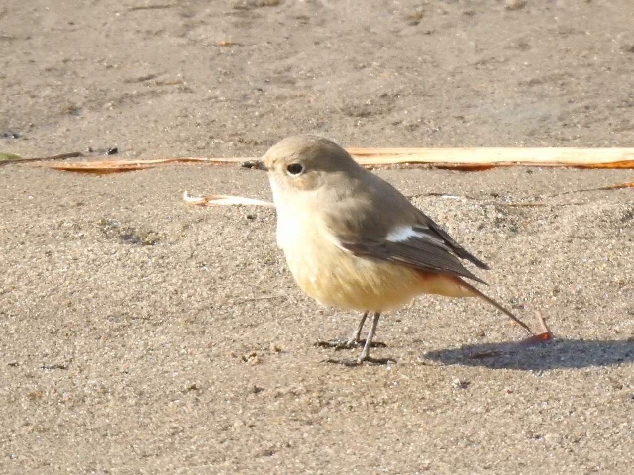 『鴲(シメ)と四十雀(シジュウカラ)と百舌(モズ)や尉鶲(ジョウビタキ)等　７種の野鳥達』_d0054276_20284575.jpg