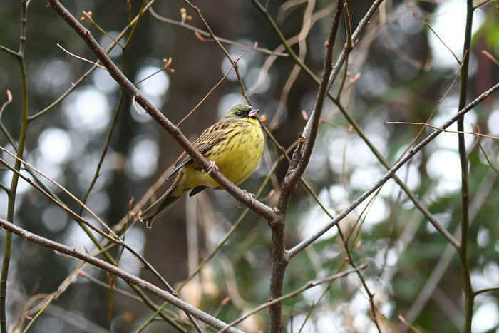 山道の鳥さん♪＜青鵐他＞_e0248688_17504485.jpg